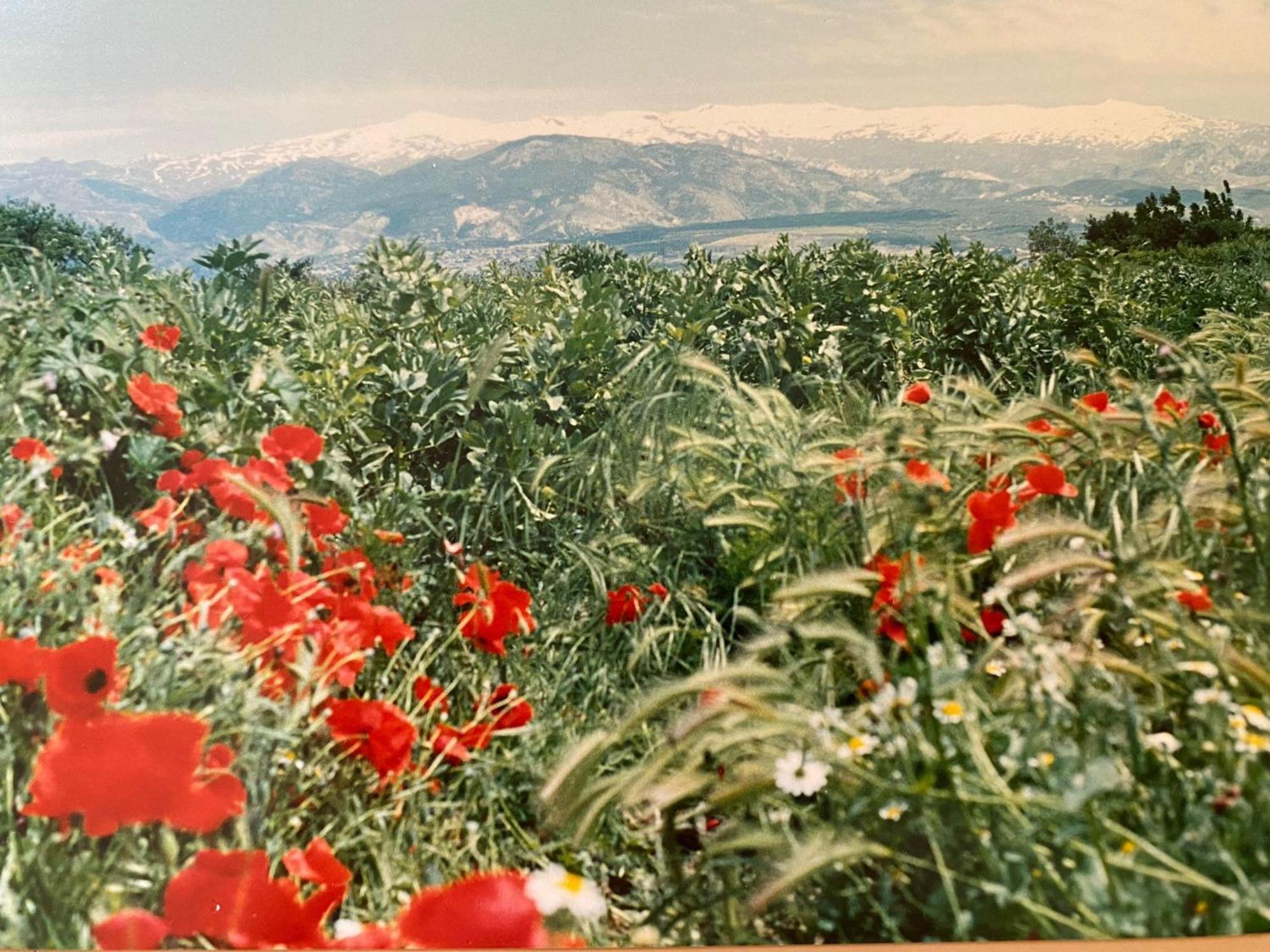 Encantador Cortijo La Emiliana A 5 Minutos Del Centro Churriana de la Vega Esterno foto